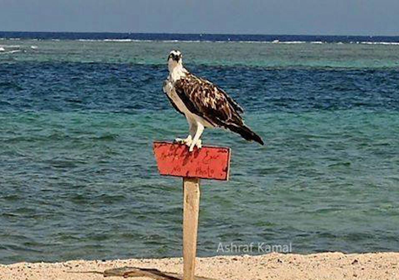 Ambassador House Marsa Alam Apartman Kültér fotó